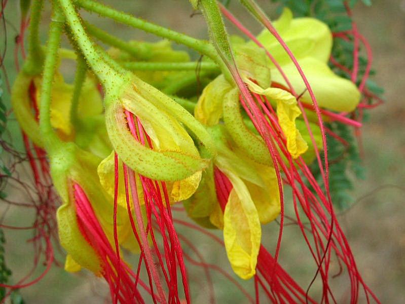 Poinciana gilliesii (pianta coltivata)